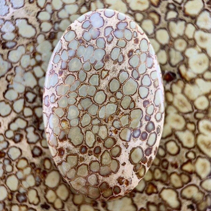 Polished variscite cabochon from the Agua Oro mine, Nevada